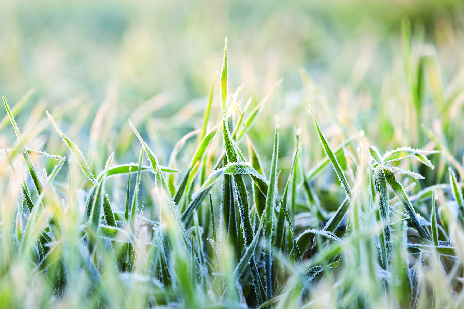 Best Winter Cover Crops Mother Earth News